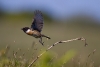 BD01_Stonechat in flight.JPG
